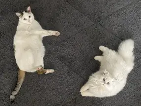 6 aylık British Longhair