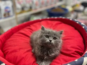 2 AYLIK BRİTİSH LONGHAİR DİŞİ YAVRUMUZ