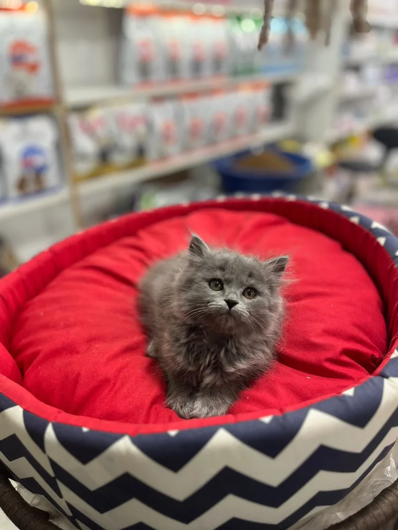 2 AYLIK BRİTİSH LONGHAİR DİŞİ YAVRUMUZ