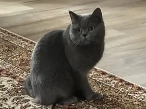 British Shorthair Dişi 3 yaşında ücretsiz