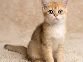 Mükemmel Kalite British Shorthair Golden Yavru Kedi