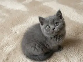 Tombik Surat British Shorthair Blue dişi yavru