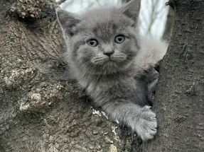 BRİTİSH SHORTHAİR 2 AYLIK YAVRULAR