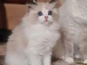 2 AYLIK DİŞİ VE ERKEK RAGDOLL YAVRULAR