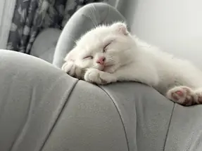 Scotish yavru kedi