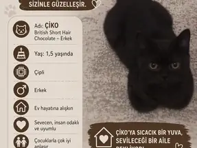 Çikolata kahve British shorthair 