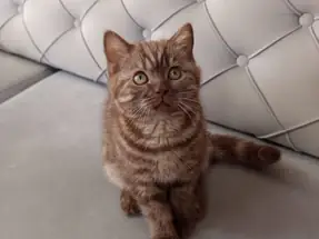 3 aylık British Shorthair yavrular