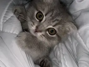 3 Aylik scottish fold