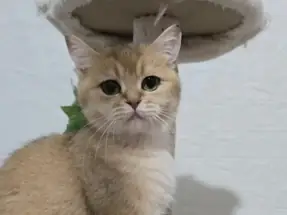 Kısırlaştırma şartıyla sahiplendirilecek Dişi
