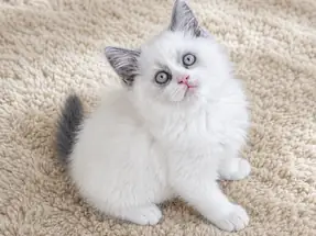 Özel Renk British Shorthair Erkek Yavrumuz